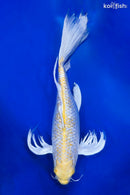 18" GINRIN HARIWAKE BUTTERFLY