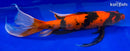 21" HI UTSURI BUTTERFLY