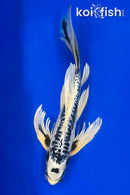 18" DOITSU GIN MATSUBA BUTTERFLY