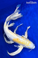 22" DOITSU HARIWAKE BUTTERFLY