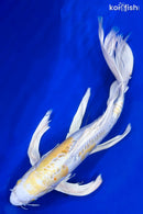 22" DOITSU HARIWAKE BUTTERFLY
