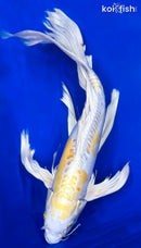 22" DOITSU HARIWAKE BUTTERFLY