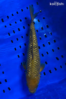 13.5" GINRIN CHAGOI