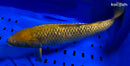 13.5" GINRIN CHAGOI
