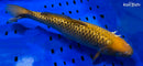 13.5" GINRIN CHAGOI