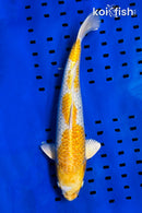 15.5" GINRIN LEMON HARIWAKE