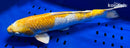 15.5" GINRIN LEMON HARIWAKE