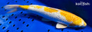 15.5" GINRIN LEMON HARIWAKE