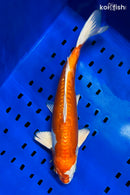 13.25" KIKUSUI