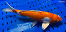 13.25" KIKUSUI