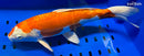 13.25" KIKUSUI