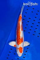 16" KIKUSUI