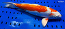 16" KIKUSUI