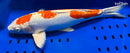 16" KIKUSUI