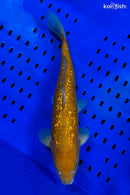 16.25" GINRIN CHAGOI
