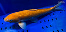 16.25" GINRIN CHAGOI