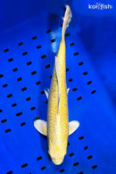 13.75" YAMABUKI OGON