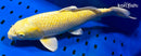 13.75" YAMABUKI OGON