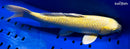 13.75" YAMABUKI OGON