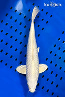 14.75" GINRIN PLATINUM OGON