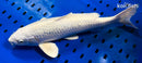 14.75" GINRIN PLATINUM OGON