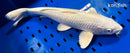 14.75" GINRIN PLATINUM OGON