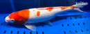 15.5" GINRIN KOHAKU