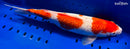 15.5" GINRIN KOHAKU