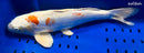 16.75" KIKUSUI