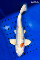 16.75" KIKUSUI
