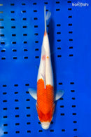 14.25" KOHAKU