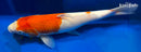 14.25" KOHAKU