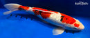 14.5" GINRIN SANKE