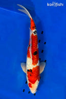 14.5" GINRIN SANKE