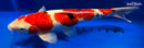 14.5" GINRIN SANKE
