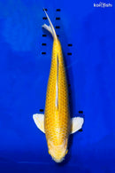 16" YAMABUKI OGON