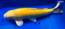 16" YAMABUKI OGON