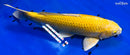 16" YAMABUKI OGON