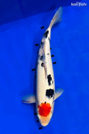 15.25" TANCHO SANKE