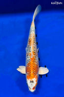 15" GINRIN YAMATO NISHIKI