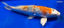 15" GINRIN YAMATO NISHIKI