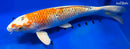 15" GINRIN YAMATO NISHIKI