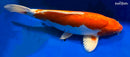 15.25" KIKUSUI