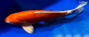15.25" KIKUSUI