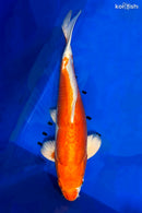 15.25" KIKUSUI