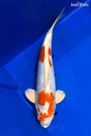 14.75" KIKUSUI