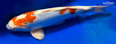 14.75" KIKUSUI