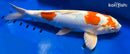 14.75" KIKUSUI