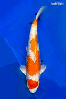 15" GINRIN HARIWAKE