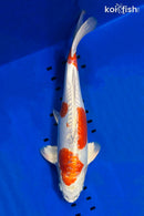 16" KIKUSUI